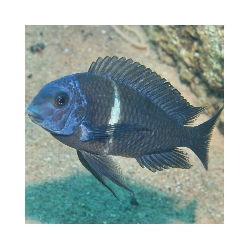 JBL ProNovo Malawi Flakes M pašaras žuvims 1000 ml