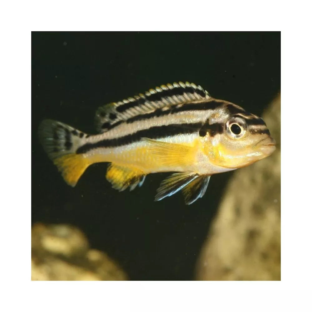 JBL ProNovo Malawi Flakes M pašaras žuvims 1000 ml