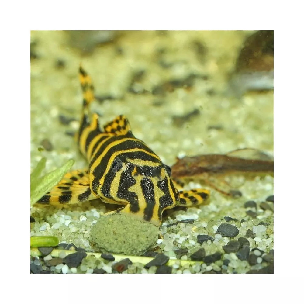 JBL ProNovo Pleco Wafer M pašaras žuvims 250 ml