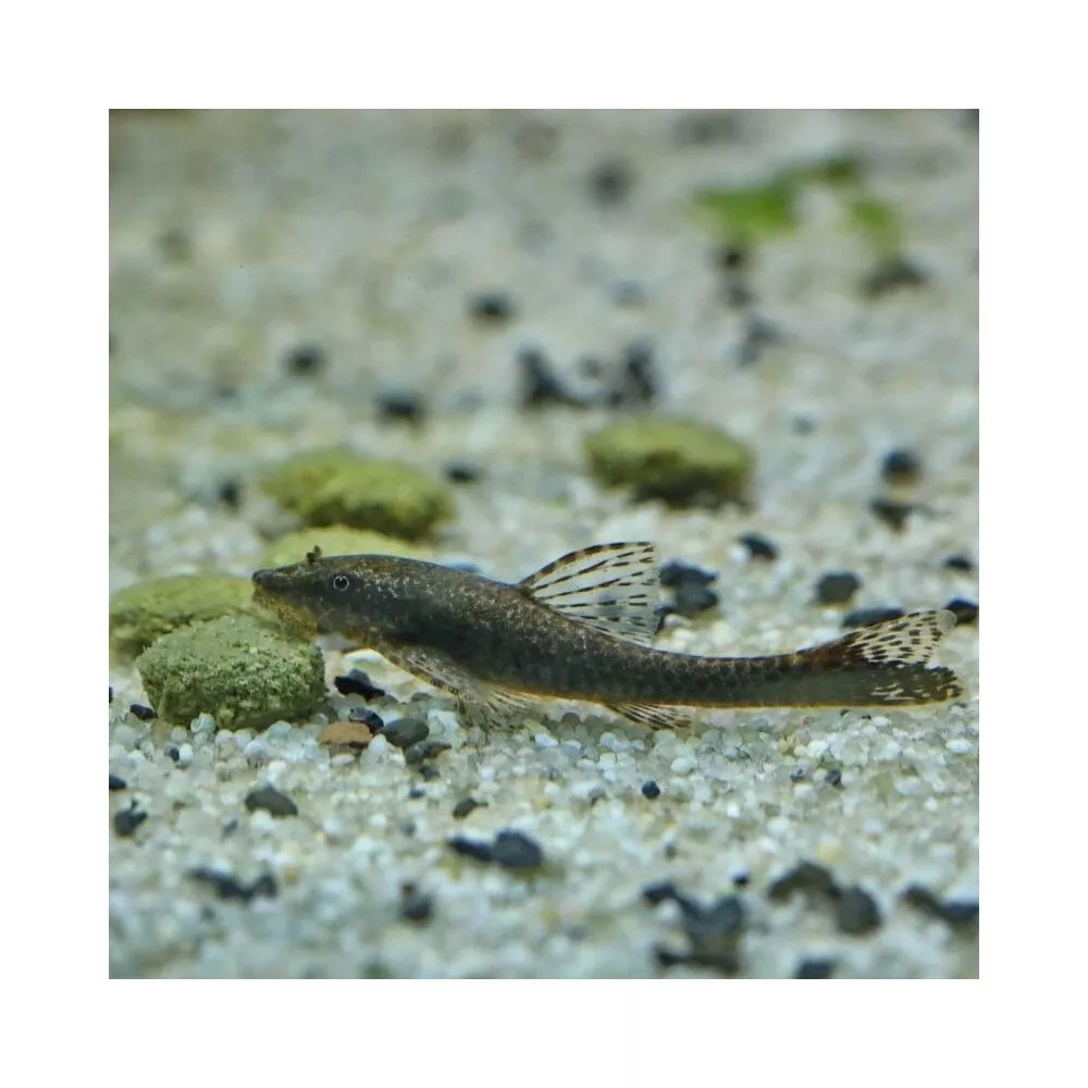 JBL ProNovo Pleco Wafer M pašaras žuvims 250 ml