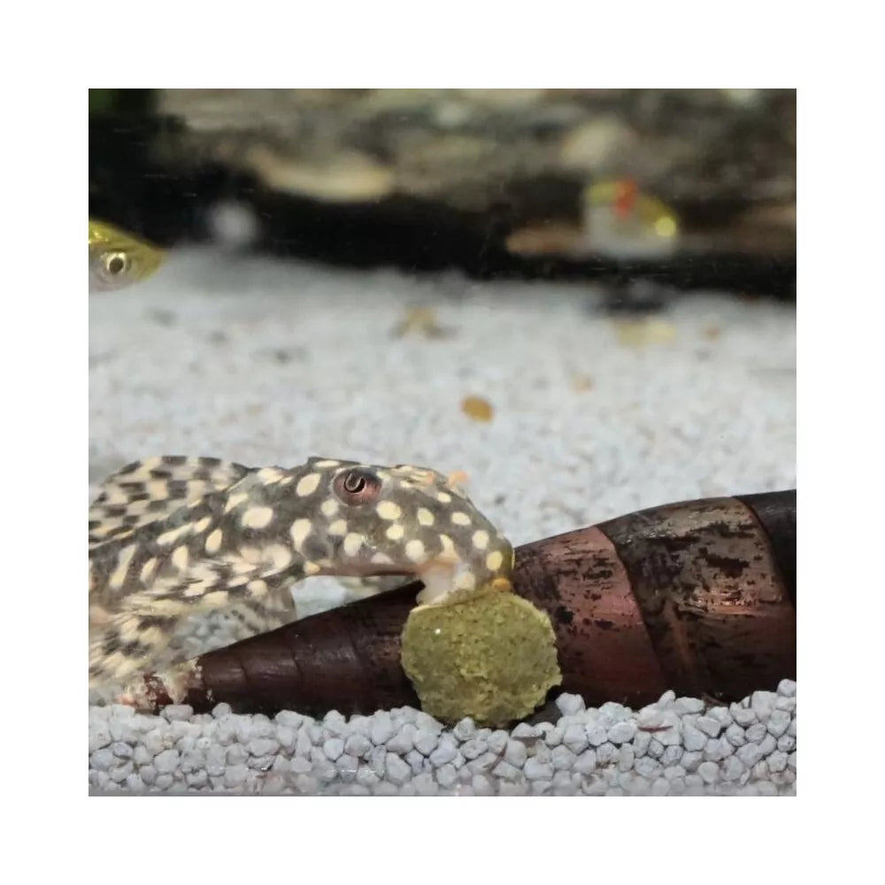 JBL ProNovo Pleco Wafer M pašaras žuvims 250 ml