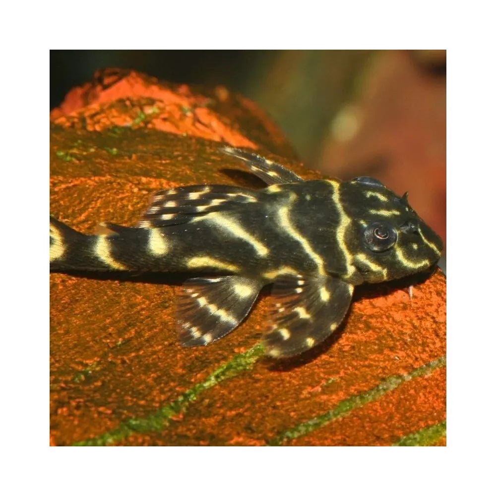 JBL ProNovo Pleco Wafer M pašaras žuvims 250 ml