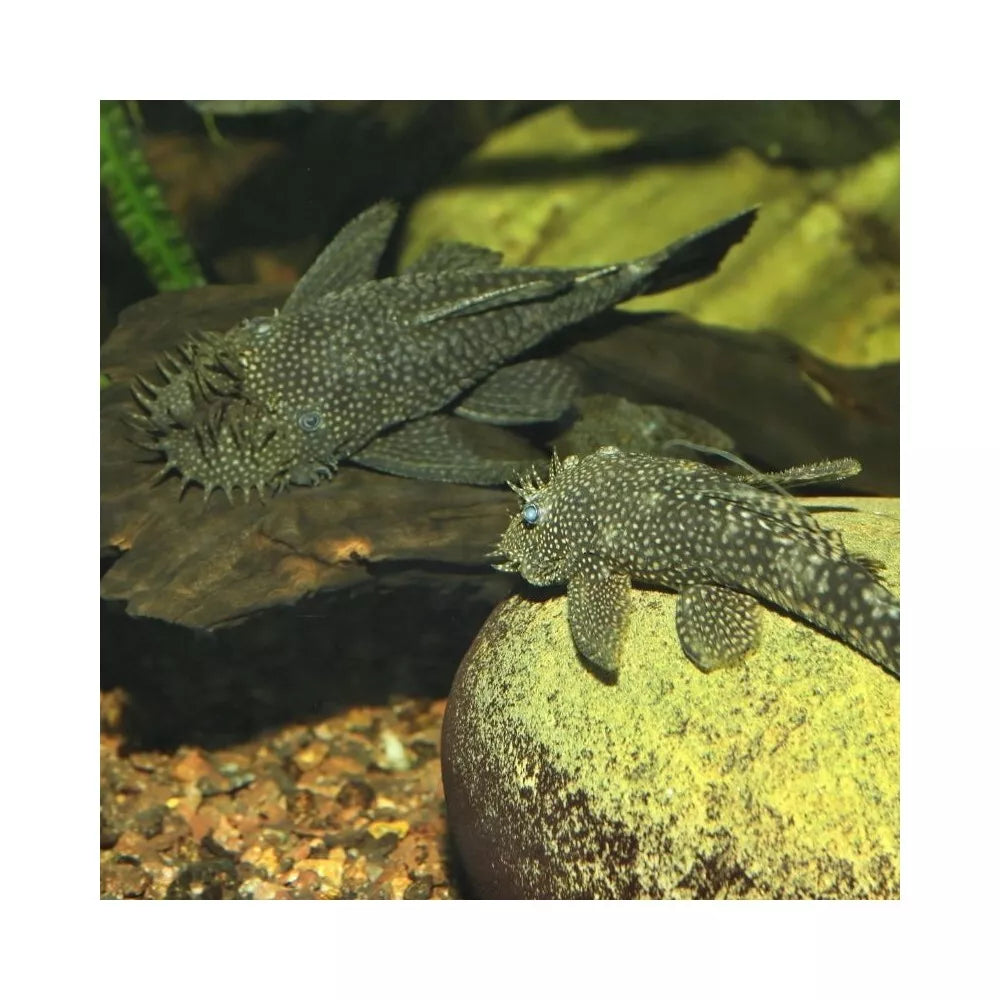 JBL ProNovo Pleco Wafer XL pašaras žuvims 1000 ml