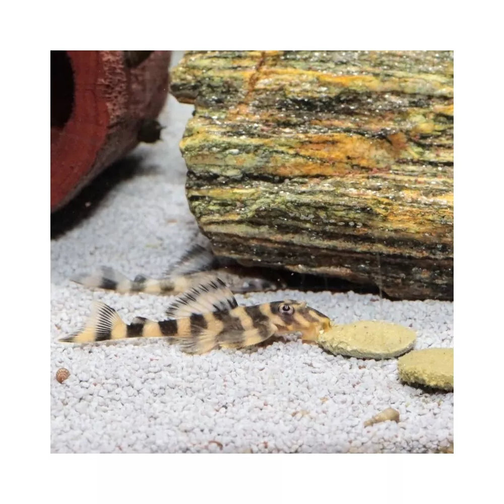 JBL ProNovo Pleco Wafer XL pašaras žuvims 250 ml