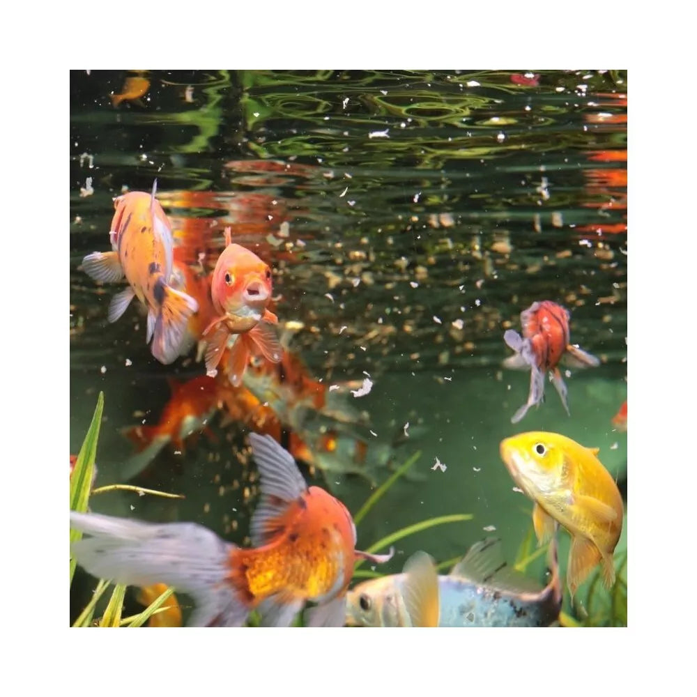 ProNovo Red Flakes M pašaras žuvims 1000 ml