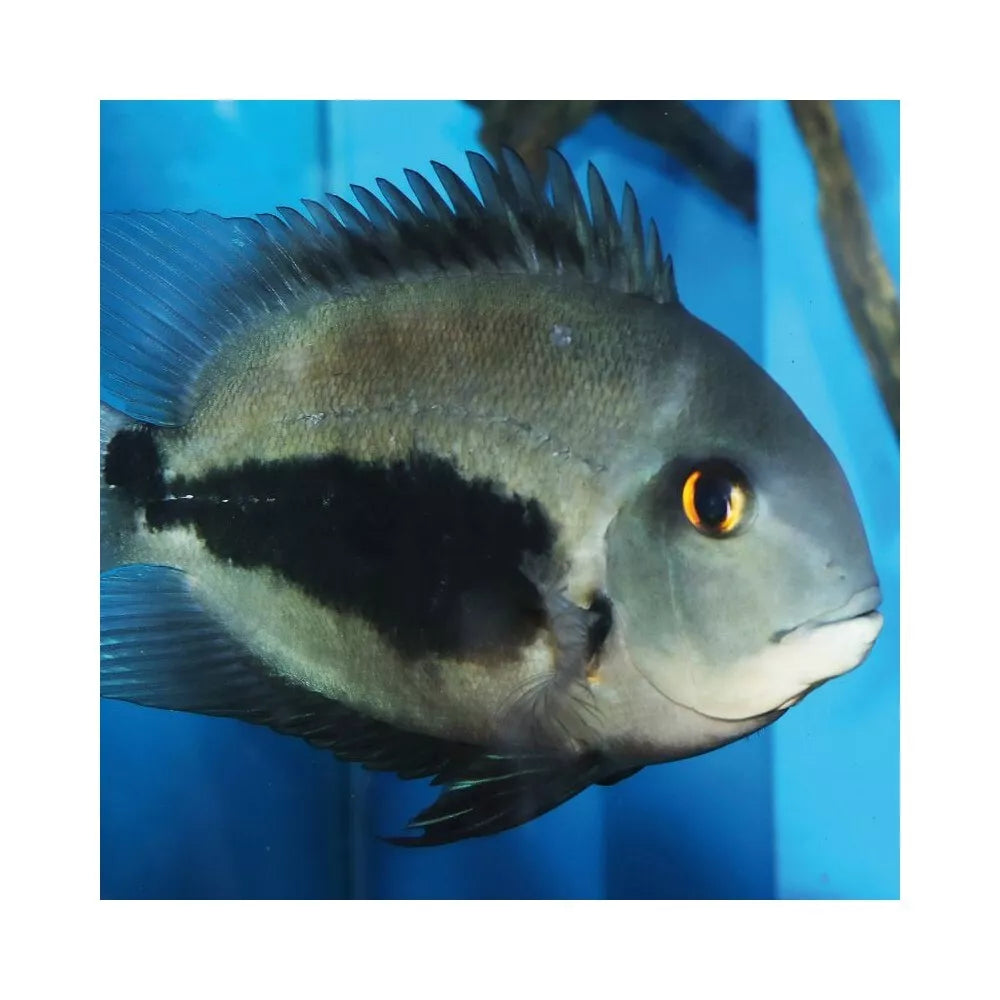 ProNovo Spirulina Flakes M pašaras žuvims 250 ml