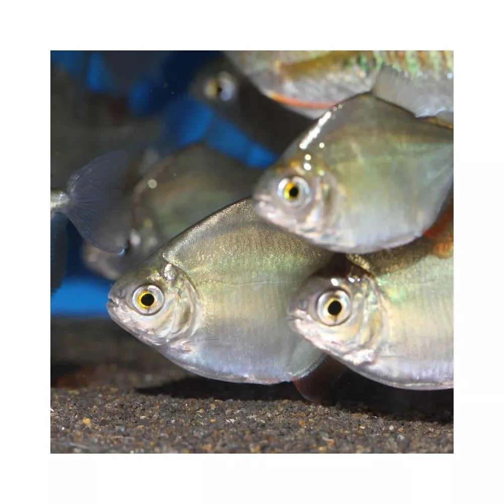 ProNovo Spirulina Flakes M pašaras žuvims 250 ml