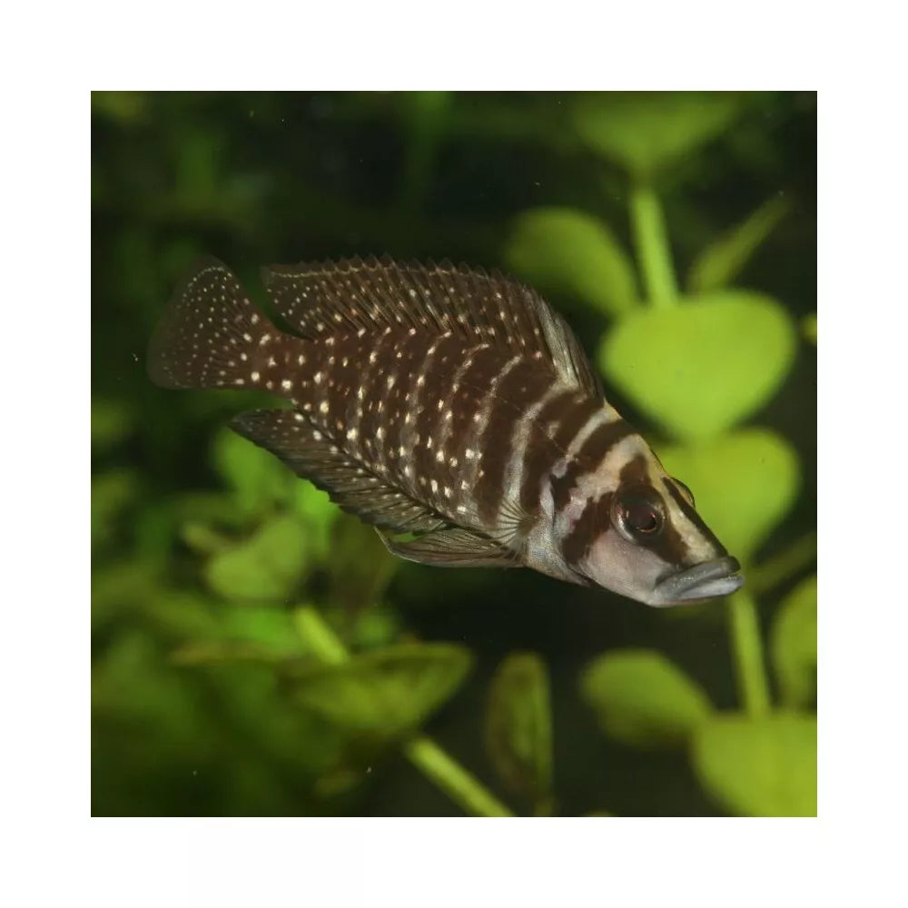 JBL ProNovo Tanganyika Flakes M pašaras žuvims 1000 ml