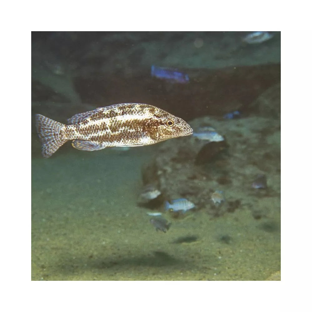 JBL ProNovo Tanganyika Flakes M pašaras žuvims 1000 ml