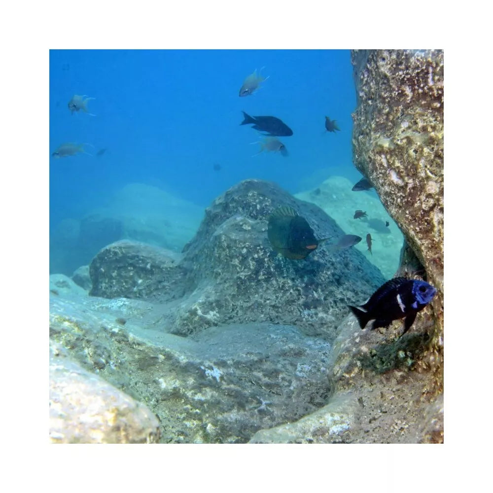 JBL ProNovo Tanganyika Flakes M pašaras žuvims 1000 ml