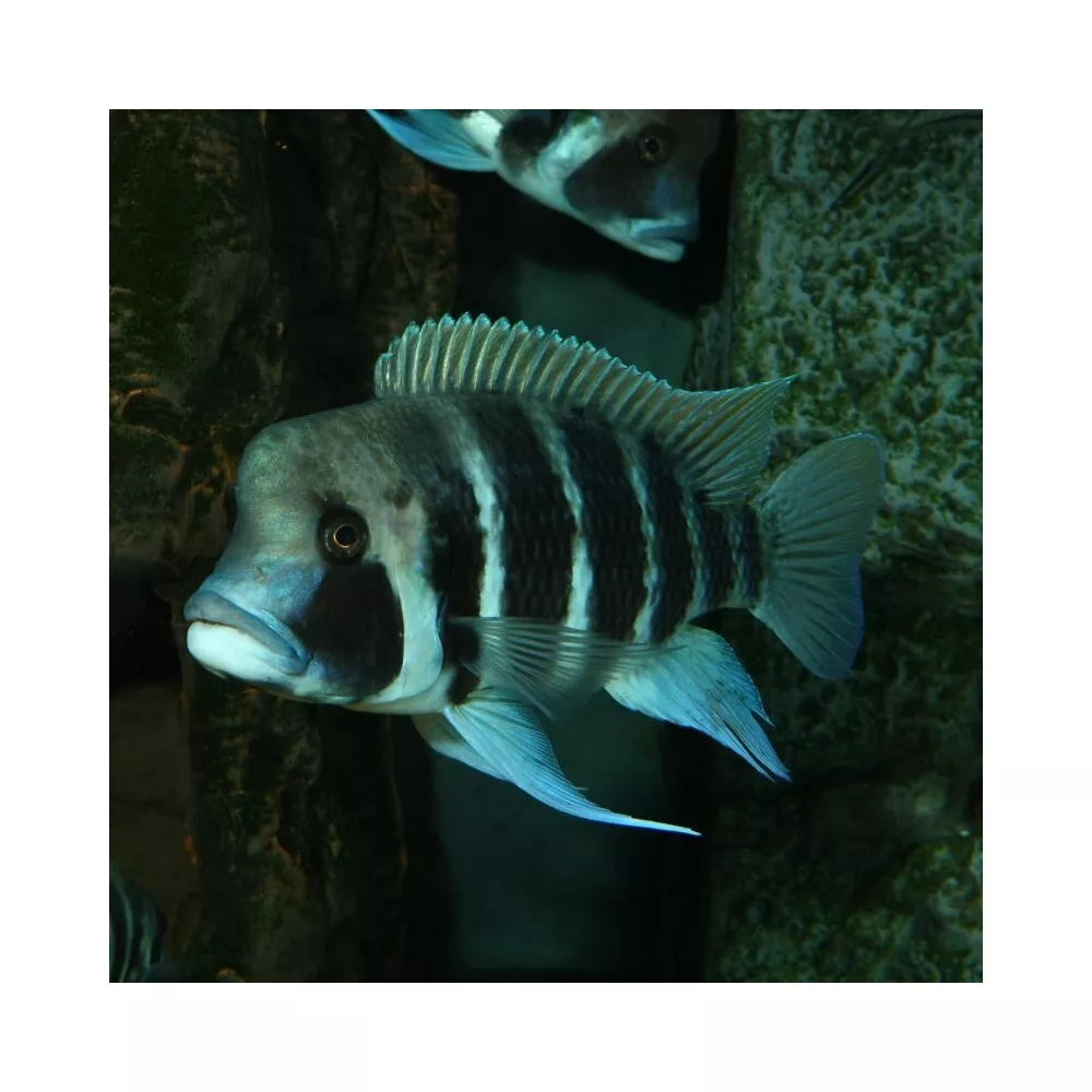 JBL ProNovo Tanganyika Flakes M pašaras žuvims 1000 ml