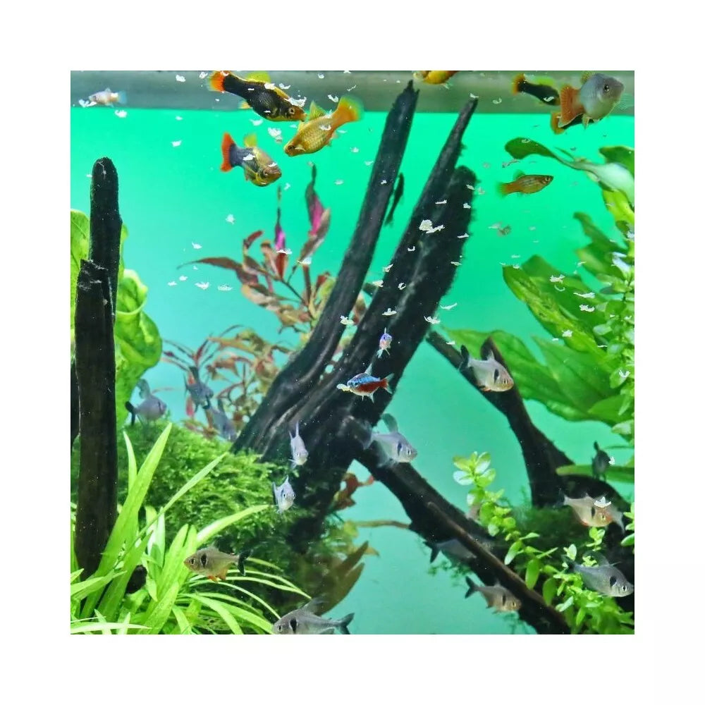 JBL ProNovo Bel Flakes M universalus pašaras žuvims 1000 ml